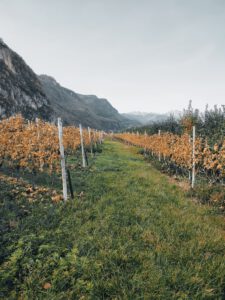 Weingut Südtirol