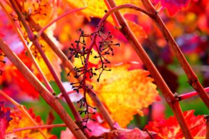 Mehr über den Artikel erfahren Weinmarketing mit System: Warum sich guter Wein nicht von allein verkauft