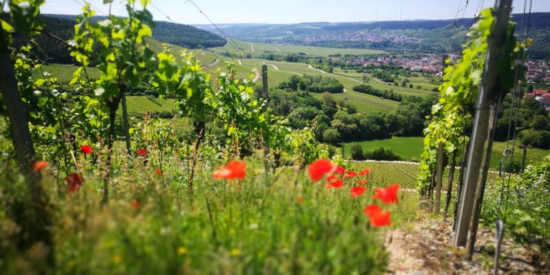 Weinwanderung in Franken - Weinempfehlungen